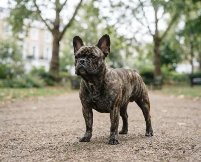 French Bulldog in a British outdoor setting