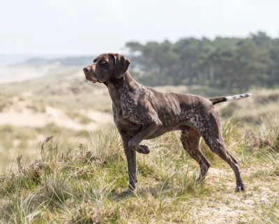 German Shorthaired Pointer in a British outdoor setting