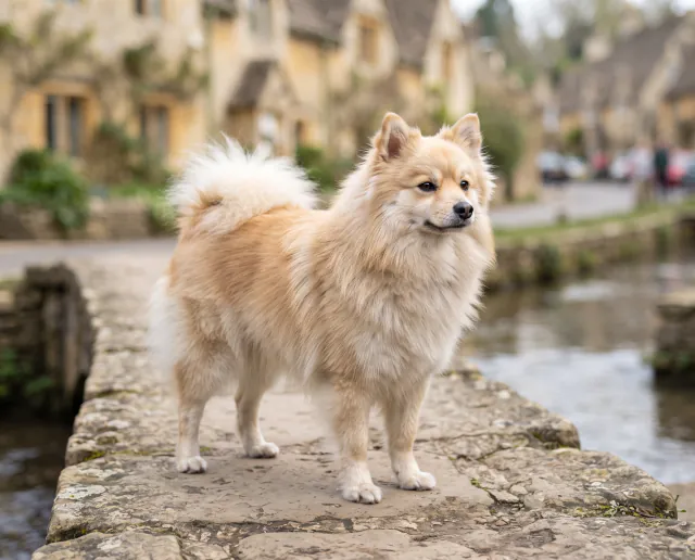 German Spitz in a British outdoor setting