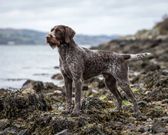German Wirehaired Pointer in a British outdoor setting