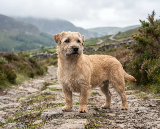 Glen of Imaal Terrier in a British outdoor setting