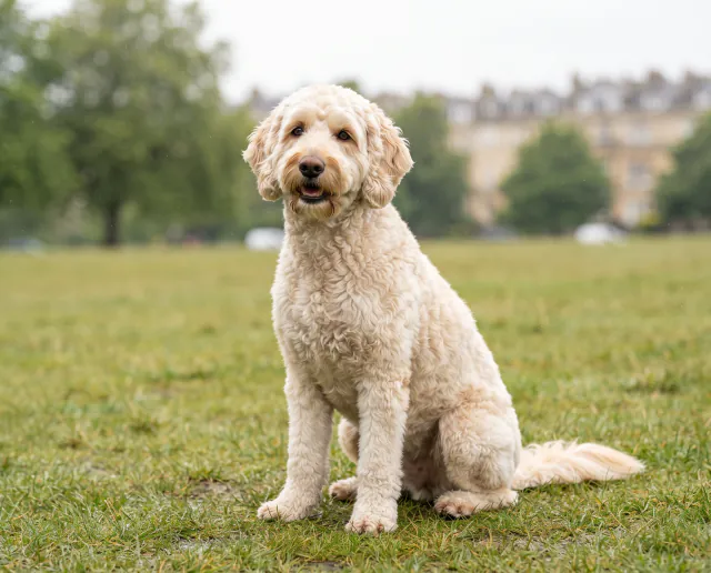 Goldendoodle in a British outdoor setting