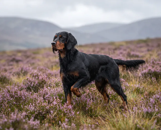 Gordon Setter in a British outdoor setting