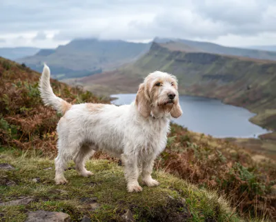 Grand Basset Griffon Vendeen in a British outdoor setting