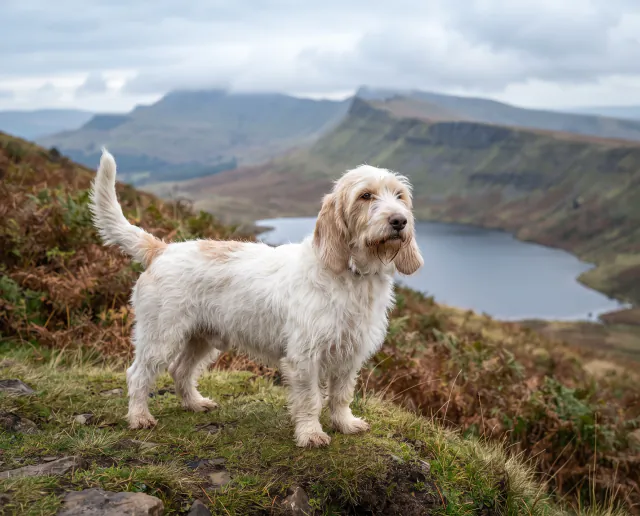 Grand Basset Griffon Vendeen in a British outdoor setting
