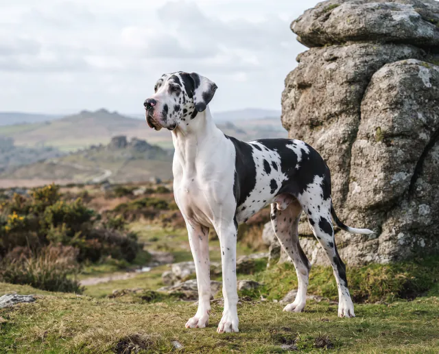 Great Dane in a British outdoor setting
