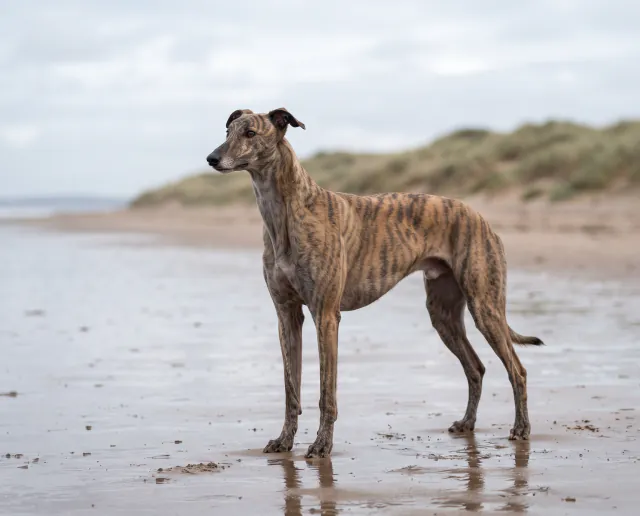Greyhound in a British outdoor setting