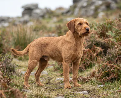 Griffon Fauve de Bretagne in a British outdoor setting