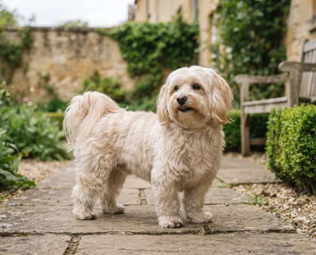 Havanese in a British outdoor setting