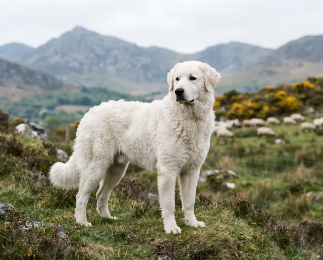 Hungarian Kuvasz in a British outdoor setting