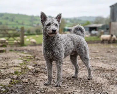 Hungarian Pumi in a British outdoor setting