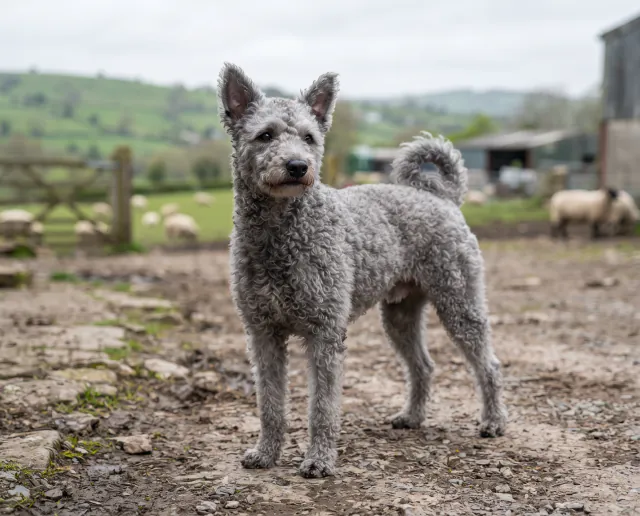 Hungarian Pumi in a British outdoor setting