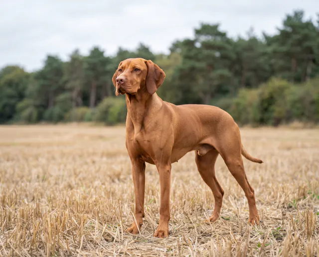 Hungarian Vizsla in a British outdoor setting