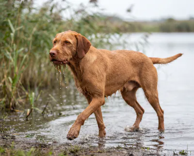 Hungarian Wirehaired Vizsla in a British outdoor setting