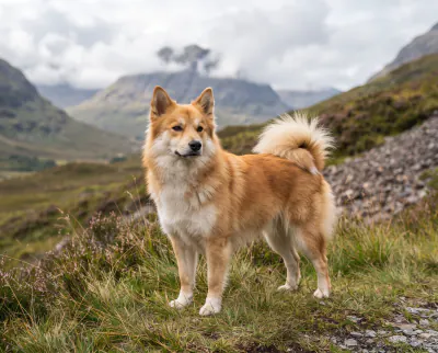 Icelandic Sheepdog in a British outdoor setting