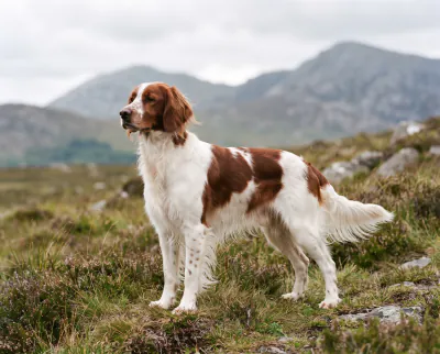 Irish Red and White Setter in a British outdoor setting