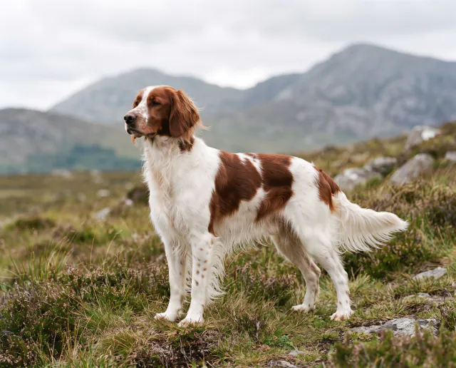 Irish Red and White Setter in a British outdoor setting