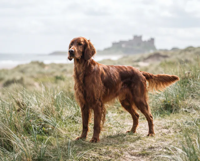 Irish Setter in a British outdoor setting