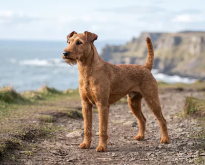 Irish Terrier in a British outdoor setting