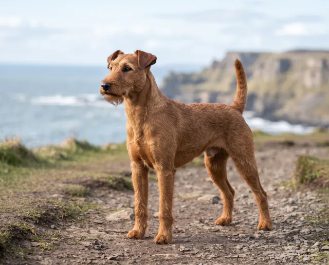 Irish Terrier in a British outdoor setting