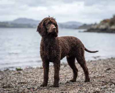 Irish Water Spaniel in a British outdoor setting