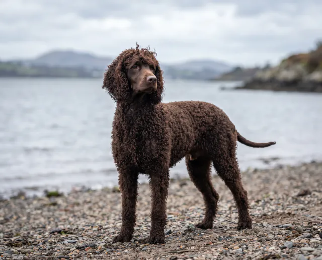 Irish Water Spaniel in a British outdoor setting