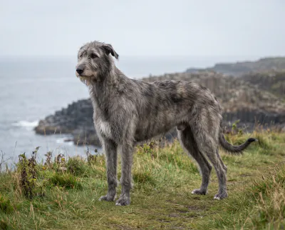 Irish Wolfhound in a British outdoor setting