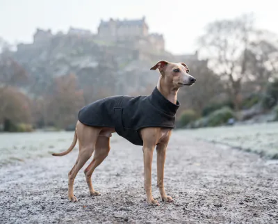 Italian Greyhound in a British outdoor setting