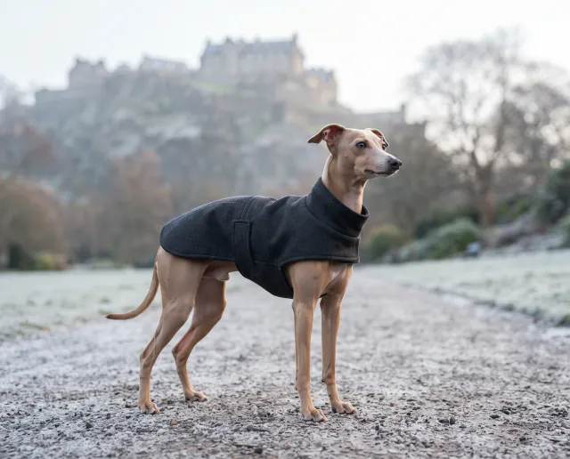 Italian Greyhound in a British outdoor setting