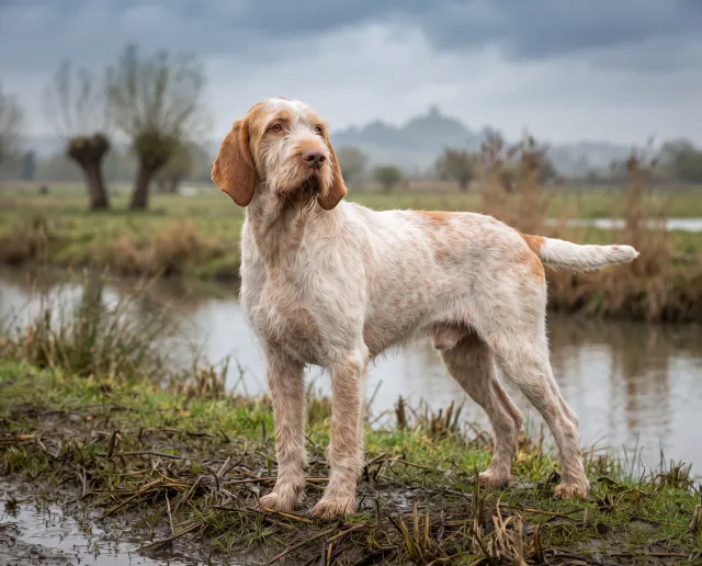 Italian Spinone in a British outdoor setting