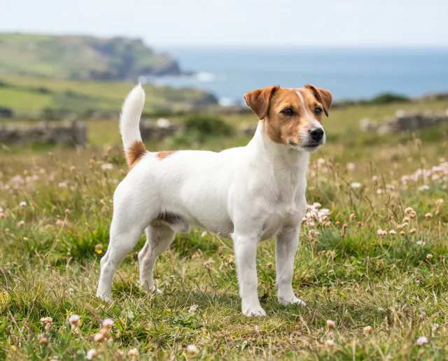 Jack Russell Terrier in a British outdoor setting