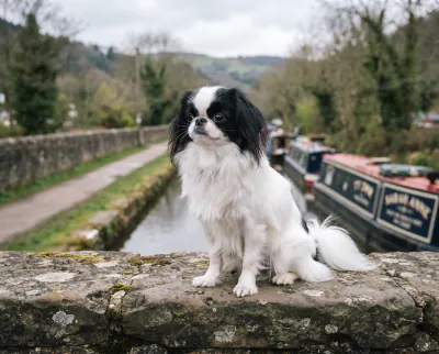 Japanese Chin in a British outdoor setting