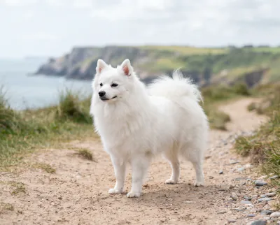 Japanese Spitz in a British outdoor setting