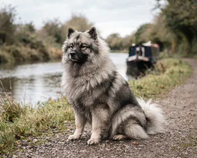 Keeshond in a British outdoor setting