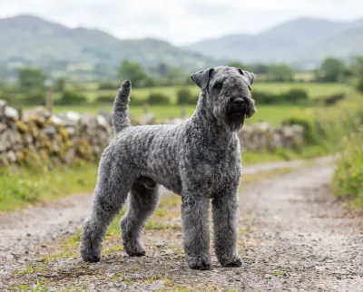 Kerry Blue Terrier in a British outdoor setting