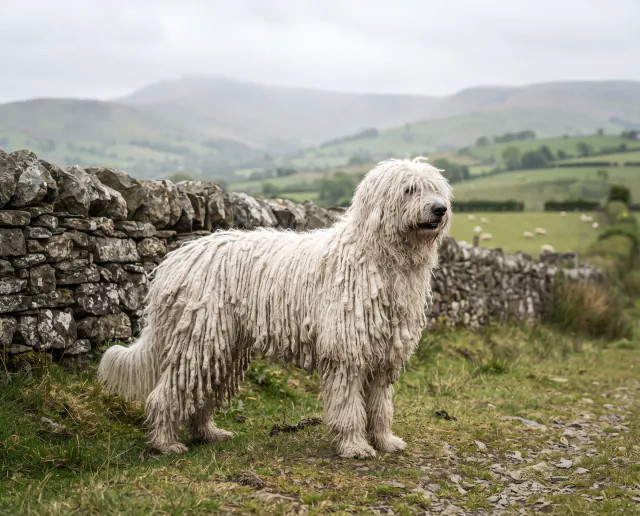Komondor in a British outdoor setting