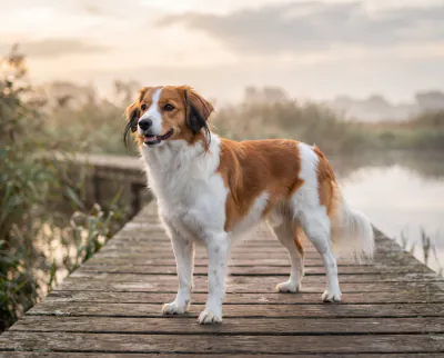 Kooikerhondje in a British outdoor setting