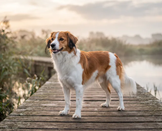 Kooikerhondje in a British outdoor setting