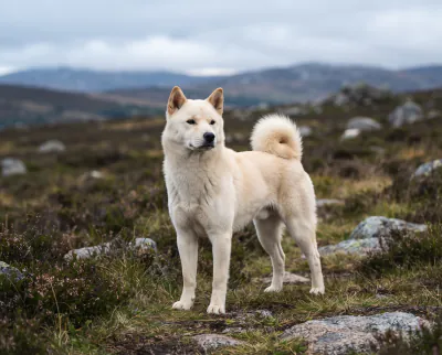 Korean Jindo in a British outdoor setting