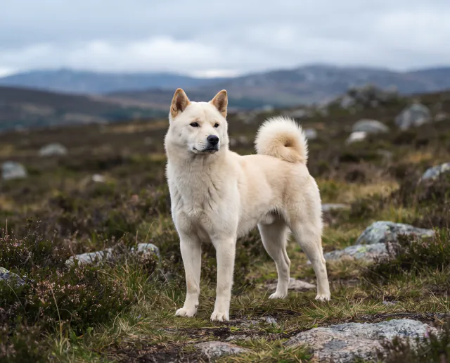 Korean Jindo in a British outdoor setting