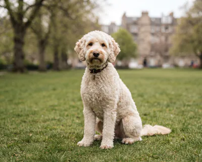 Labradoodle in a British outdoor setting