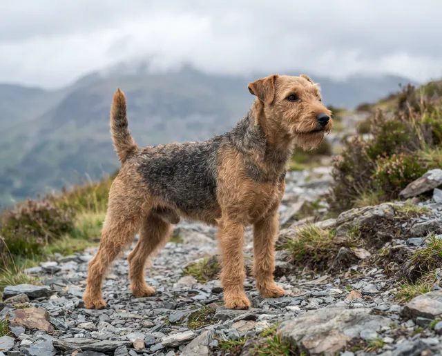 Lakeland Terrier in a British outdoor setting