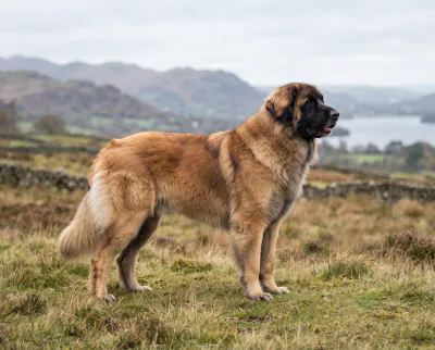 Leonberger in a British outdoor setting