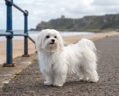 Maltese in a British outdoor setting