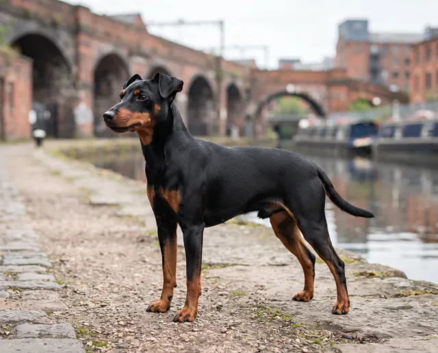 Manchester Terrier in a British outdoor setting