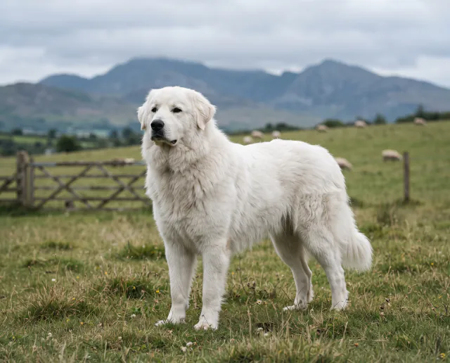 Maremma Sheepdog in a British outdoor setting
