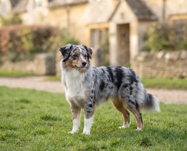 Miniature American Shepherd in a British outdoor setting
