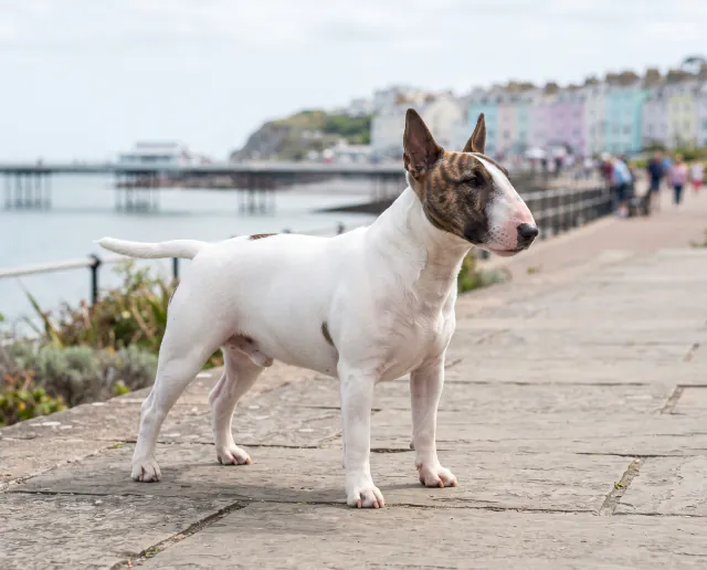 Miniature Bull Terrier in a British outdoor setting