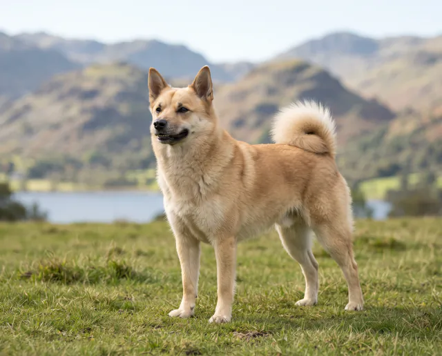 Norwegian Buhund in a British outdoor setting