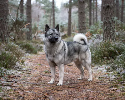 Norwegian Elkhound in a British outdoor setting